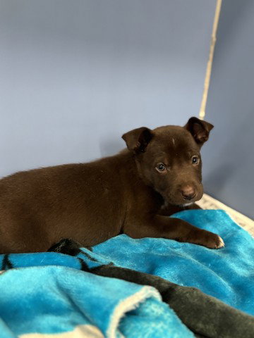 COCO - Pit Bull Terrier available for adoption