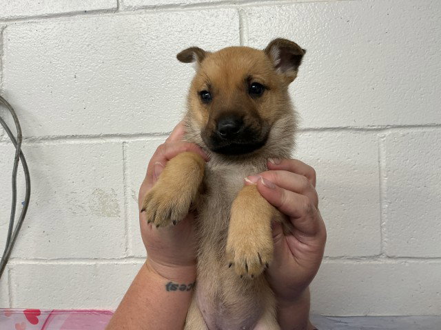 German Shepherd