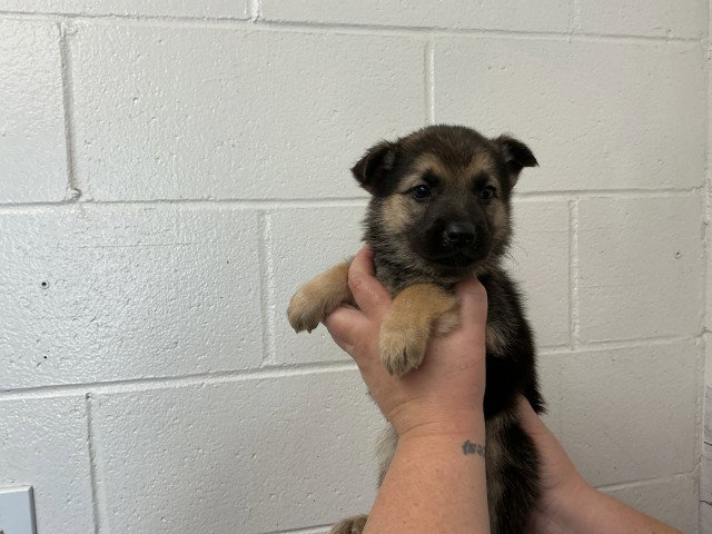 German Shepherd