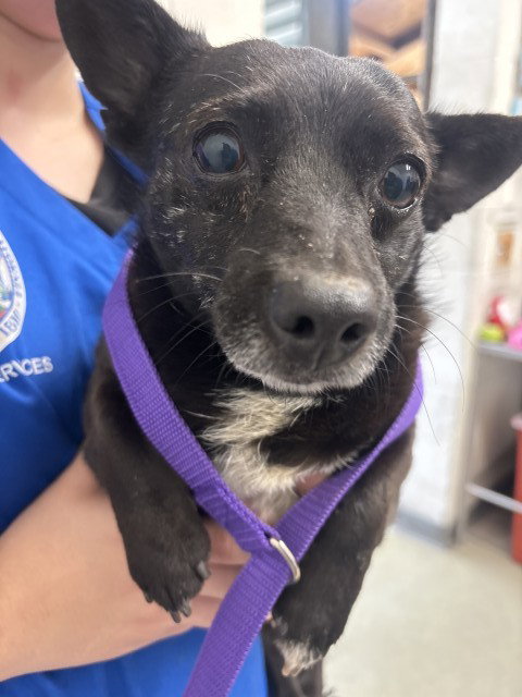 picture of the dog needing adoption