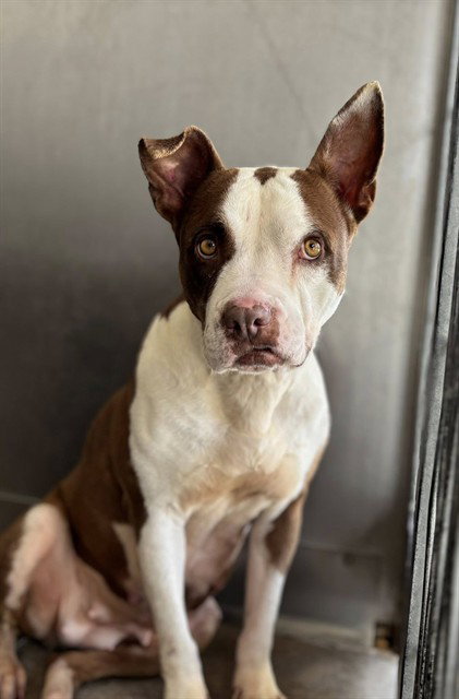 MILKSHAKE, an adoptable Pit Bull Terrier in San Bernardino, CA