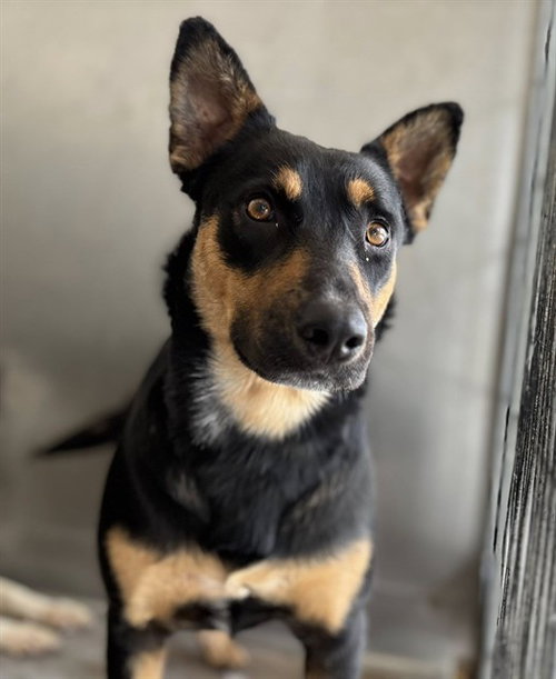 BLUEBELL, an adoptable Queensland Heeler in San Bernardino, CA