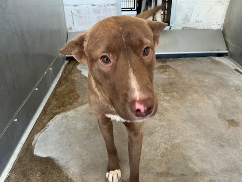 BARNEY - Siberian Husky / Pit Bull Terrier available for adoption