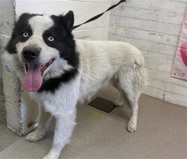 Alaskan Malamute