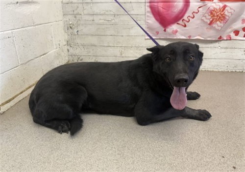 MAJESTY - Labrador Retriever / German Shepherd Dog available for adoption