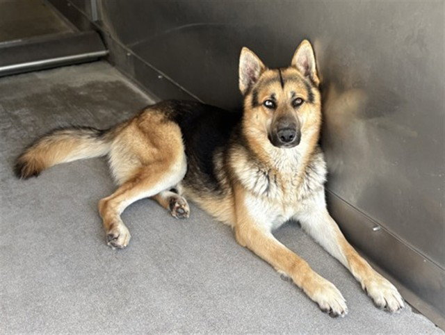 German Shepherd