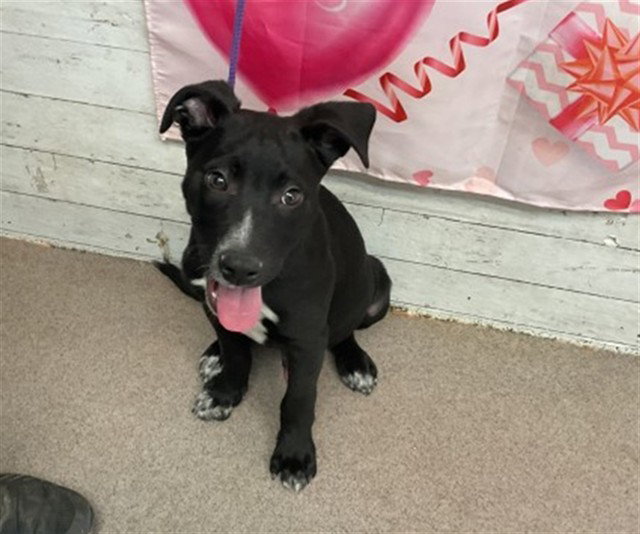 Pit Bull