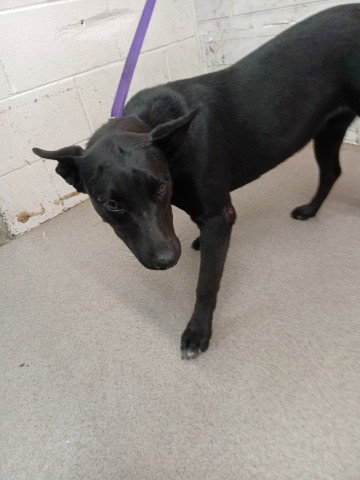 picture of the dog needing adoption
