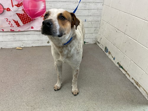 picture of the dog needing adoption