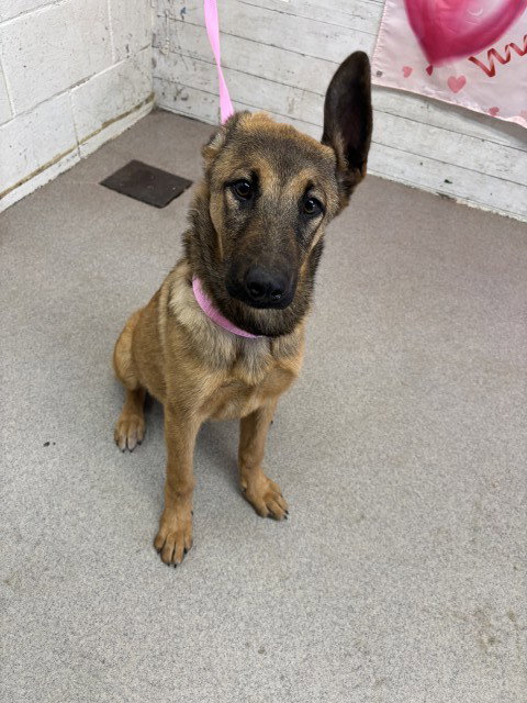 Cheyenne