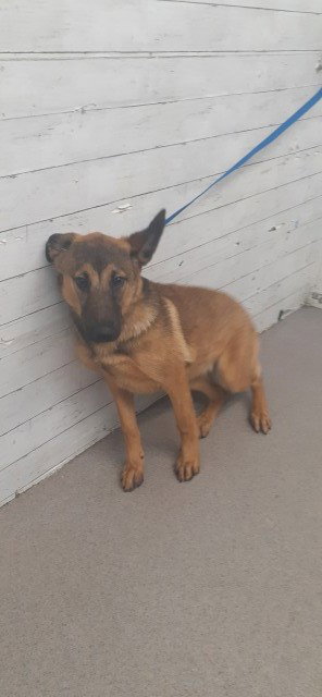 CHEYENNE, an adoptable German Shepherd Dog in San Bernardino, CA