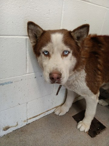 picture of the dog needing adoption