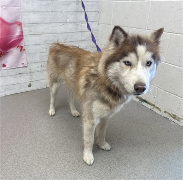 Siberian Husky