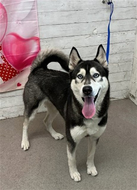 Siberian Husky