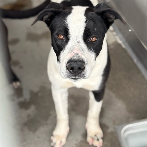 picture of the dog needing adoption