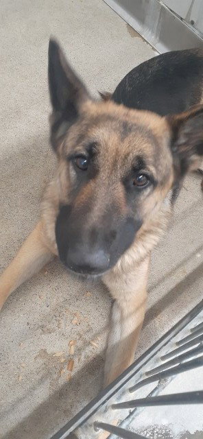 picture of the dog needing adoption
