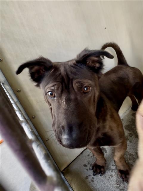 picture of the dog needing adoption