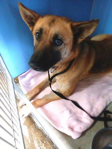 picture of the dog needing adoption