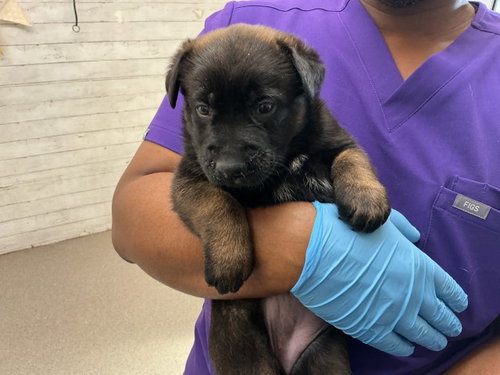 WILLA, an adoptable German Shepherd Dog in San Bernardino, CA