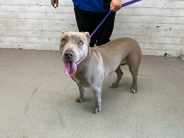 Pit Bull