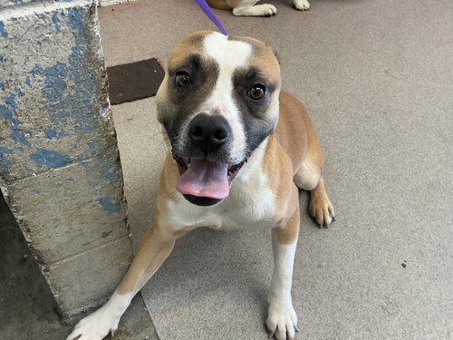 picture of the dog needing adoption
