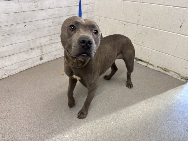 Pit Bull
