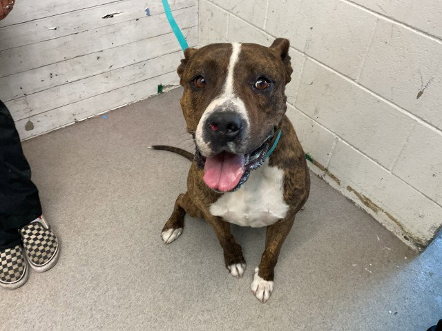 Pit Bull