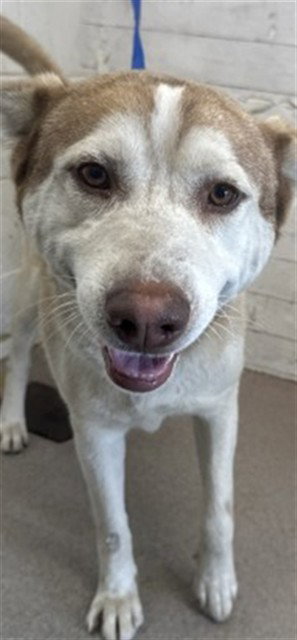 Siberian Husky