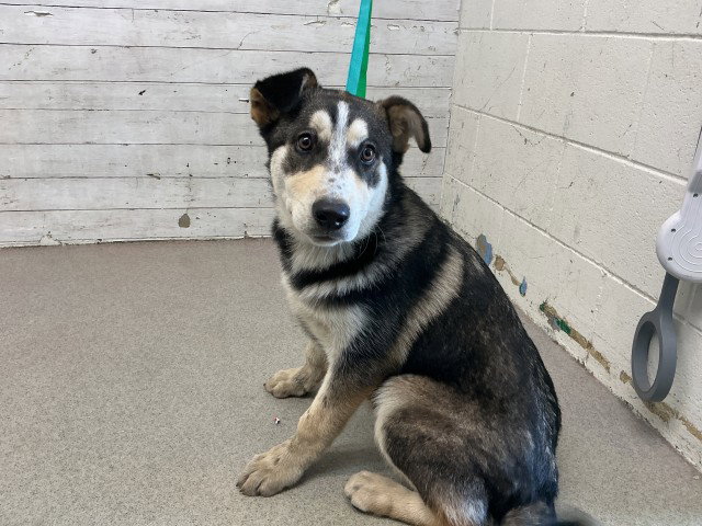 Siberian Husky