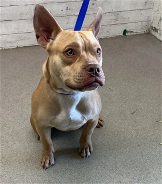 Pit Bull