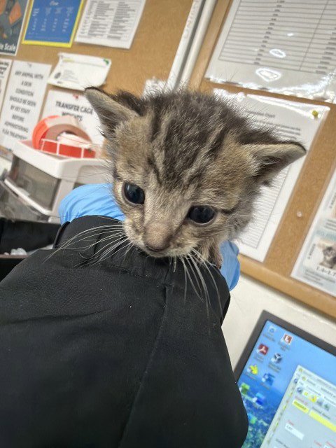 picture of the cat needing adoption