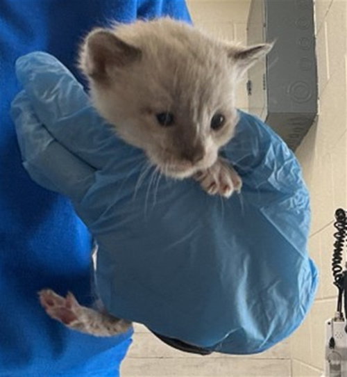 picture of the cat needing adoption