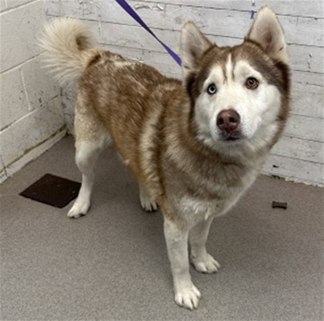 Siberian Husky