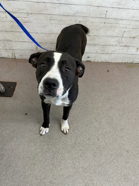 MAISY, an adoptable Pit Bull Terrier in San Bernardino, CA