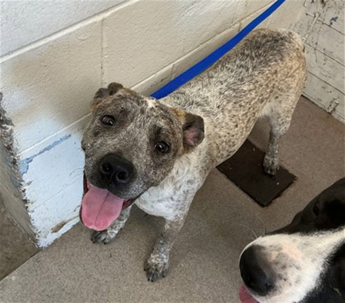 MACY, an adoptable Pit Bull Terrier in San Bernardino, CA