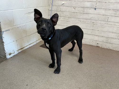 LUCAS, an adoptable Pit Bull Terrier in San Bernardino, CA