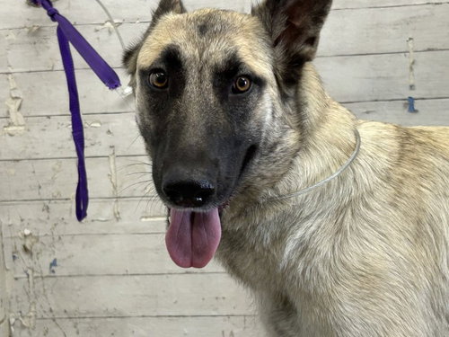 JANIE, an adoptable German Shepherd Dog in San Bernardino, CA