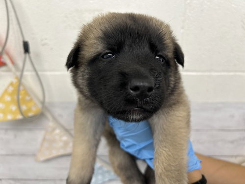 ELIAS, an adoptable German Shepherd Dog in San Bernardino, CA