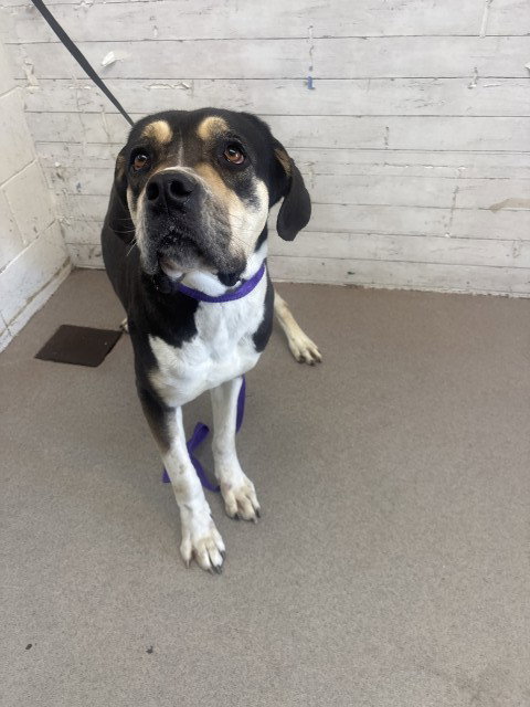 PENELOPE, an adoptable Bullmastiff in San Bernardino, CA