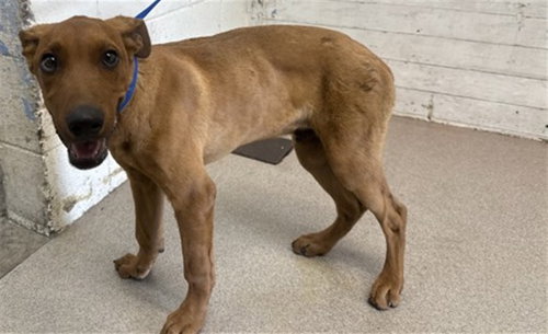 BUSTER, an adoptable Doberman Pinscher in San Bernardino, CA