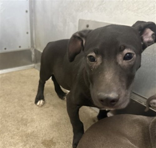 LALO, an adoptable Pit Bull Terrier in San Bernardino, CA