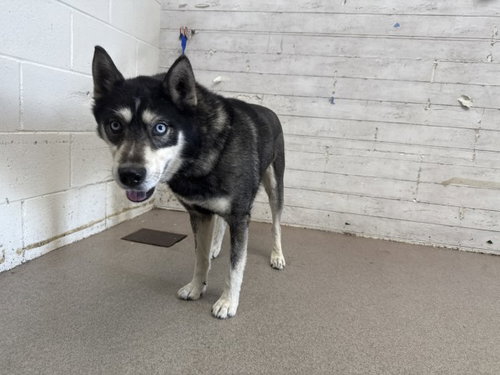 KNIGHT - Siberian Husky available for adoption