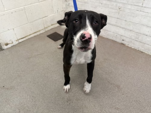 picture of the dog needing adoption
