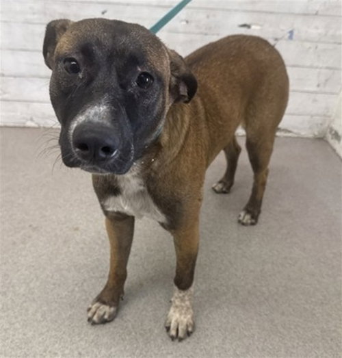 DELIA, an adoptable Pit Bull Terrier in San Bernardino, CA