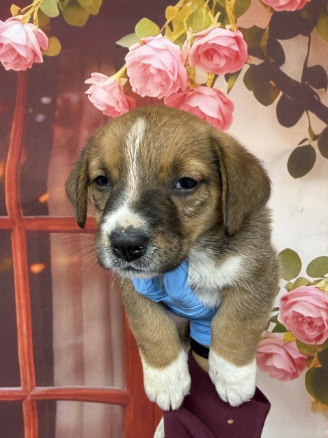 A591394 - Pit Bull Terrier available for adoption
