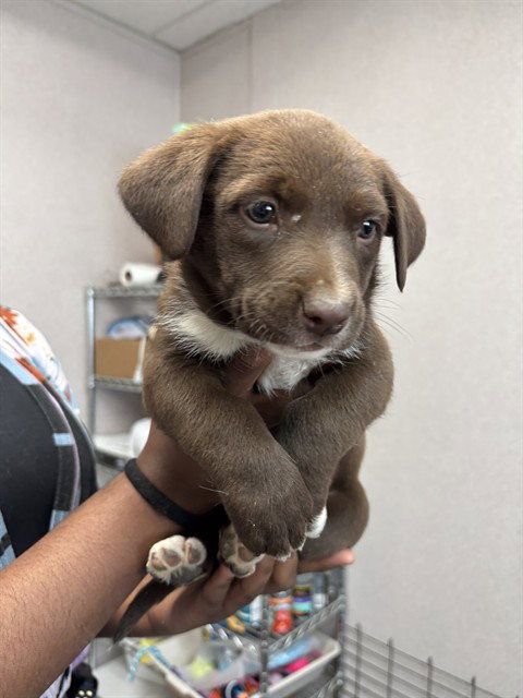 A591396 - Pit Bull Terrier available for adoption
