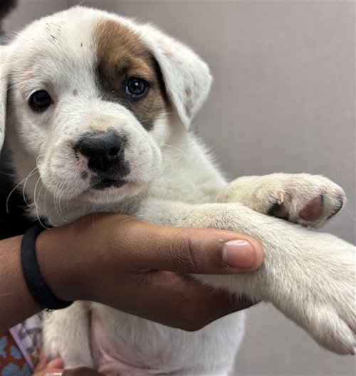 A591397 - Pit Bull Terrier for adoption in San Bernardino