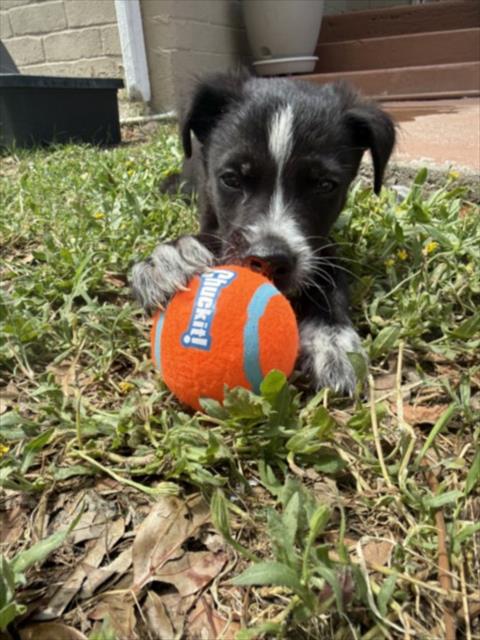 OREO