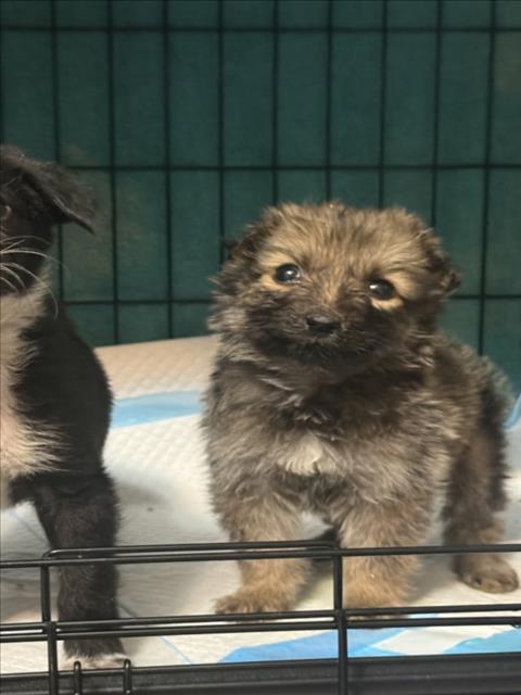 SAMOA, an adoptable Border Collie in San Bernardino, CA