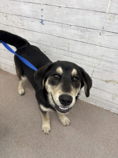 MILO, an adoptable German Shepherd Dog in San Bernardino, CA